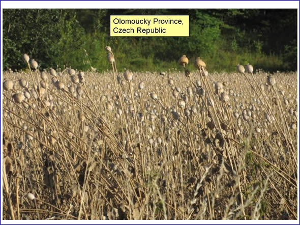 Poppy field in Olomoucky Province. Poppy seed is commonly produced for breads and pastries and can be bought by the bag in grocery stores. 