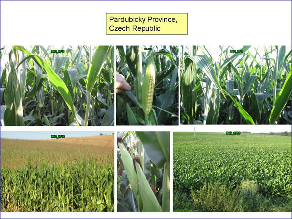 Healthy corn in Pardubicky, Czech Republic