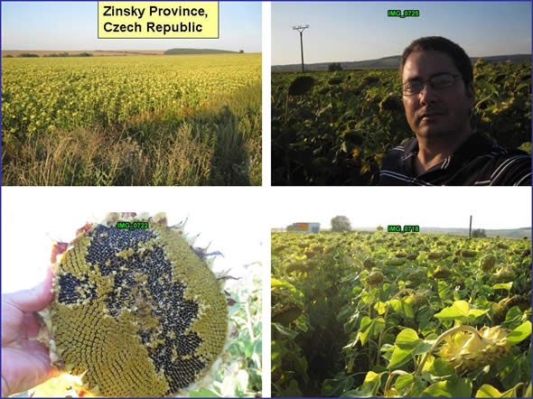 Healthy sunflower crops in Zinsky, Czech Republic