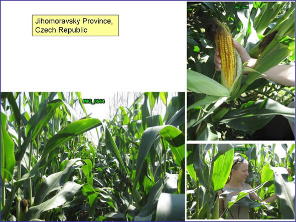 Healthy corn fields, Jihomoravsky Province, Czech Republic.