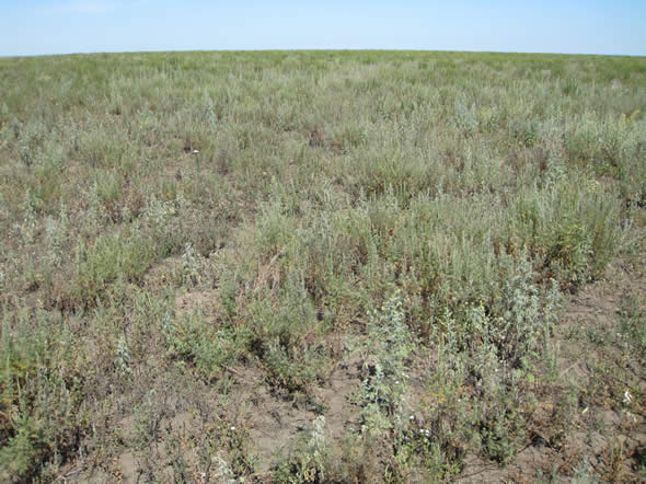 The cost of recovery for idle fields is substantially lower in Kazakhstan than in most areas of Ukraine or central Russia because the dry climate limits the invasion of woody plants.