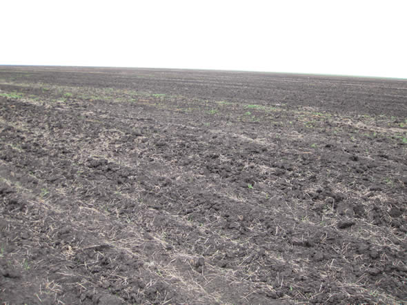 The use of clean fallow is decreasing as reduced-tillage agriculture becomes more popular.