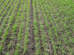 Winter wheat was less damaged than winter rape by ice crusting in northeastern Ukraine.  Fall emergence and establishment was generally good throughout Ukraine.