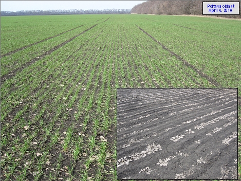 Ice-crust damage was worst in Poltava oblast.  Winter rape was significantly more vulnerable to damage than was winter wheat.  This wheat field showed little evidence of damage, while the neighboring rape field (inset) was totally destroyed.