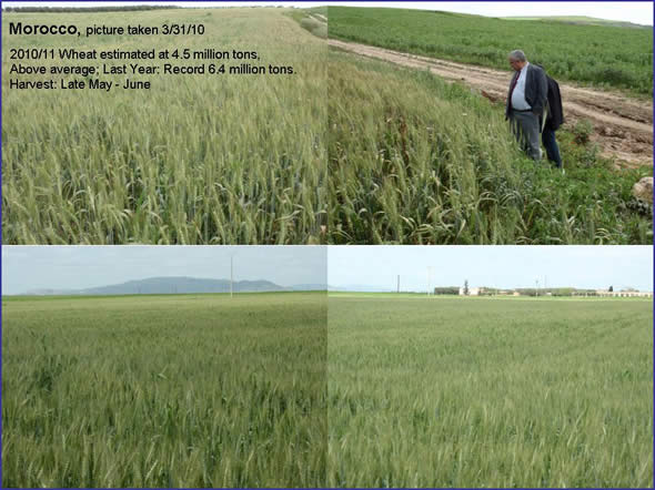 Grain fields in Morocco; March 31, 2010