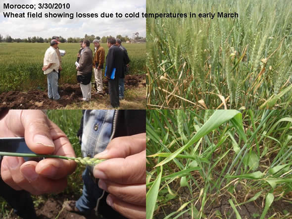 Wheat field showing losses due to cold temperatures in early March