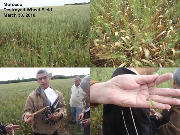Severely damaged Moroccan wheat field, Likely caused by Yellow Rust.