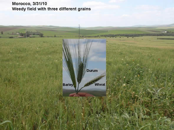 Some fields in Morocco had a combination of mixed grains.