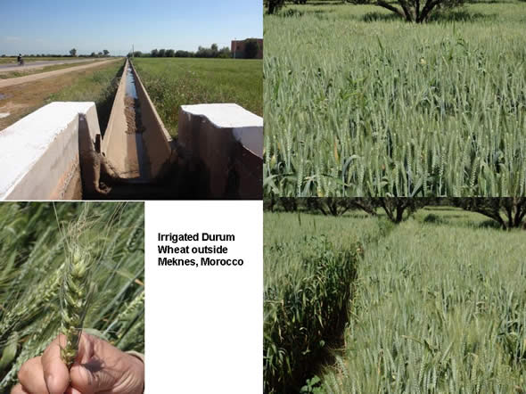 Gravity irrigation system near Meknes, Morocco.  Used to aid durum wheat production.