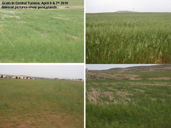 Central Tunisia grain fields showing stress and bare areas