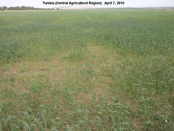 Picture of a grain field in central Tunisia that was grazed off in early April.