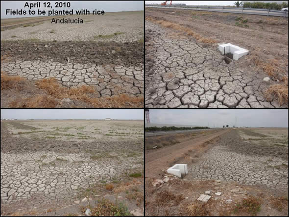 Andalucia: fields to be planted with rice.