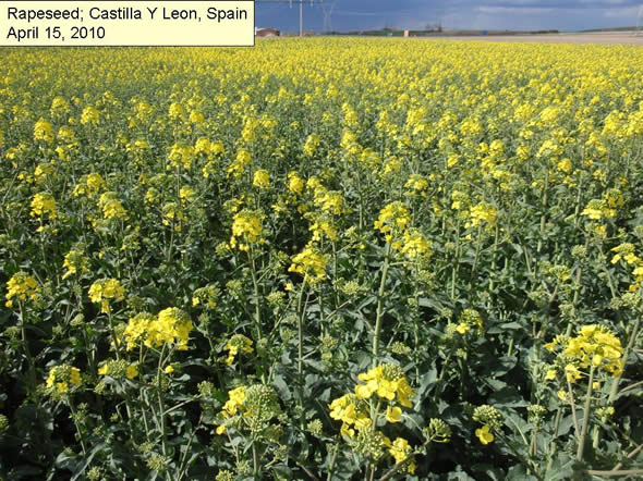 Spanish Rapeseed