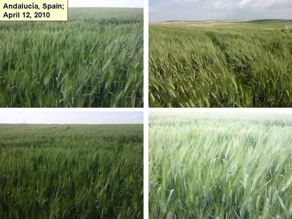 Wheat in Andalucia, Mid April 2010