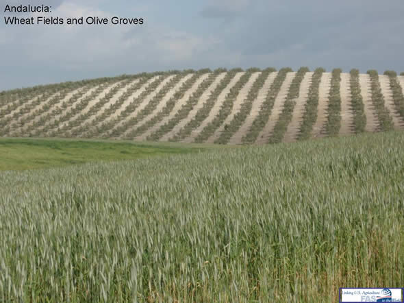 Andalucia - Wheat fields and olive groves are dominant agricultural crops.