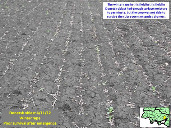 On many fields, earlier-planted winter crops like rape and barley had enough surface moisture to germinate, but not enough to survive the subsequent extended dryness.