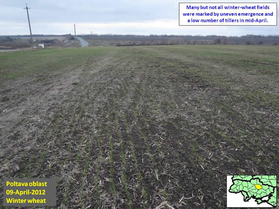 Many but not all winter-wheat fields were marked by uneven emergence and a low number of tillers in mid-April.
