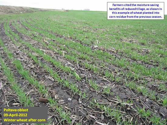 Farmers cited the moisture-saving benefits of reduced tillage, as shown in this example of wheat planted into corn residue from the previous season. 