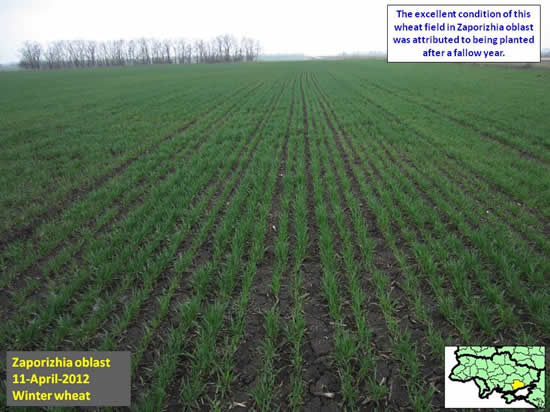 The excellent condition of this wheat field in Zaporizhia oblast was attributed to being planted after a fallow year.