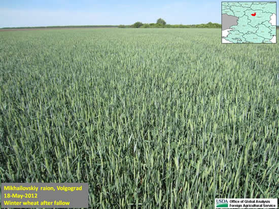 Wheat conditions varied from field to field, and depended in part on the crop rotation.  Wheat that had been planted after a fallow year benefited from the additional available moisture.