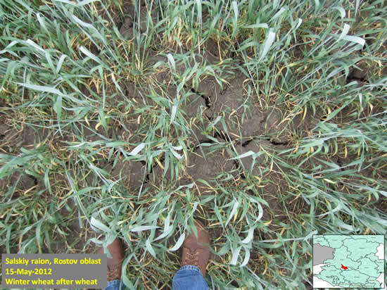 Low tiller count and dry, cracked topsoil were commonplace.