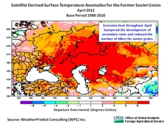 The April heat was likely more detrimental to potential yield than was the extended dryness, because the high temperatures essentially brought an end to the development of additional productive tillers (stems) and secondary roots. 
