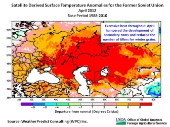 The April heat was likely more detrimental to potential yield than was the extended dryness, because the high temperatures essentially brought an end to the development of additional productive tillers (stems) and secondary roots. 