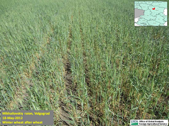 Crop conditions in this winter-wheat field in western Volgograd oblast were not good but not unusual.  The development of tillers and secondary roots was severely curtailed by high temperatures in April.