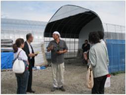 Japan - farm visit, hydroponic tomatoes in Sendai