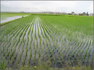 Japan - rice field