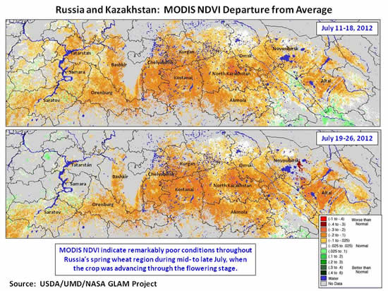 MODIS NDVI indicate remarkably poor conditions throughout Russia’s spring wheat region during mid- to late July, when the crop was advancing through the flowering stage.