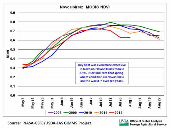 July heat was even more excessive in Novosibirsk and Omsk than in Altai.  NDVI indicate that spring-wheat conditions in Novosibirsk are the worst in over ten years.