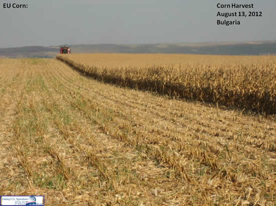 Picture of Corn harvested in Bulgaria August 13, 2012