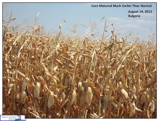 Picture of Corn in Bulgaria that matured much earlier than normal - date of August 14, 2012