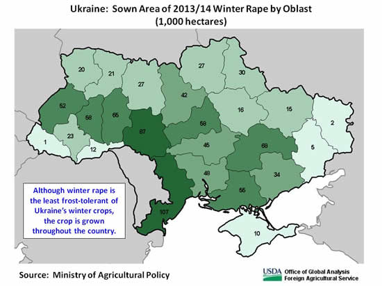 Although winter rape is the least frost-tolerant of Ukraine’s winter crops, the crop is grown throughout the country.  