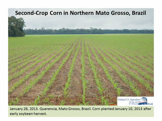 Brazilian farmers like to plant corn in mid-January and they need to plant corn before February 20.