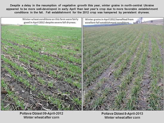 Despite a delay in the resumption of vegetative growth this year, winter grains in north-central Ukraine appeared to be more well-developed in early April than last year’s crop due to more favorable establishment conditions in the fall.  Fall establishment for the 2012 crop was hampered by persistent dryness.