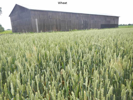 Picture of wheat in Poland
