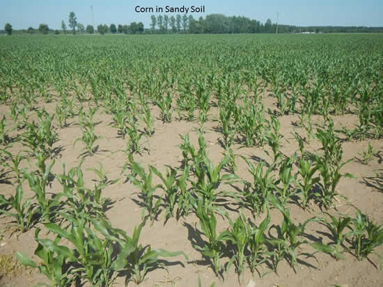 Corn in sandy soil