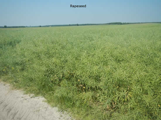 Picture of rapeseed in Poland