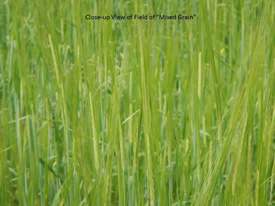 Picture of mixed grain field