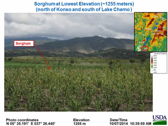 Sorghum along 2014 Crop Assessment Route