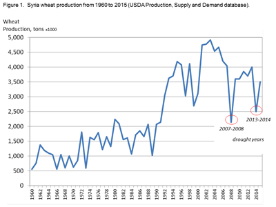 Syria Wheat