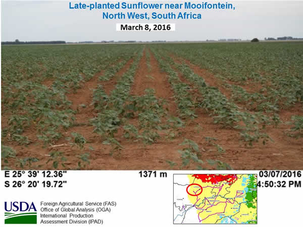Figure 5. Late-planted sunflower near Mooifontein, North West province, South Africa