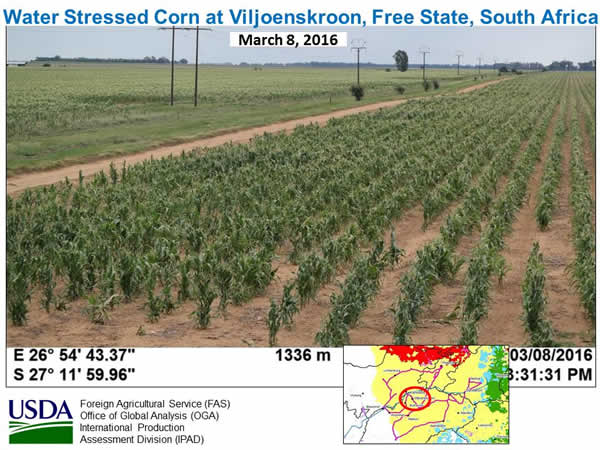 Figure 7. Water stressed corn in South Africa’s Free State province (March 8, 2016).