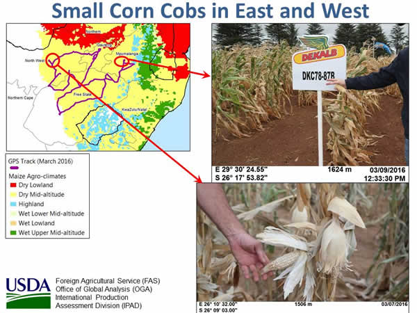 Figure 8. Drought produces small cobs in South Africa’s eastern and western corn belts.
