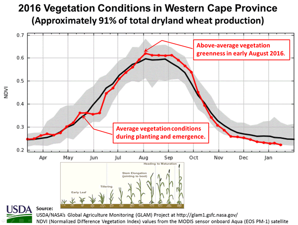 2016 Vegetation Conditions (NDVI) for Croplands in Western Cape