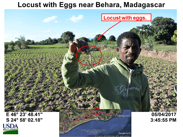 Small locust outbreaks were observed in Amobovombe and Tsihombe districts, Madagascar.
