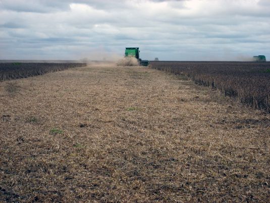 Soybean Harvest. Full image view opens in a new window.