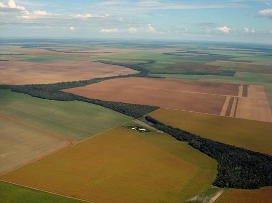 Soybean fields. Full image view opens in a new window.